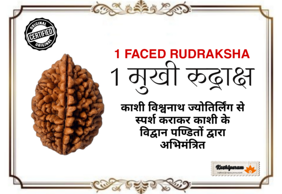 1 Mukhi Rudraksha – Kaju Shape (1 मुखी रुद्राक्ष – काजू शेप)