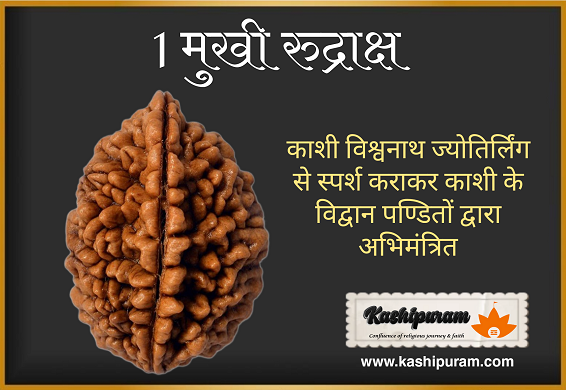 1 Mukhi Rudraksha – Kaju Shape (1 मुखी रुद्राक्ष – काजू शेप)