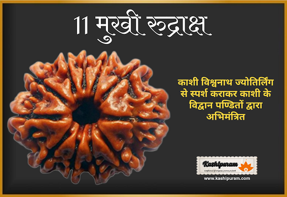 11 Mukhi Rudraksh (अभिमंत्रित 11 मुखी रुद्राक्ष मनका)