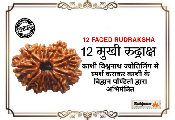 12 Mukhi Rudraksh (अभिमंत्रित 12 मुखी रुद्राक्ष मनका)