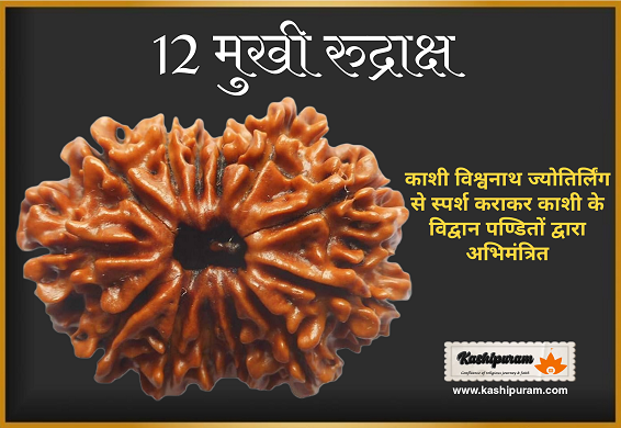 12 Mukhi Rudraksh (अभिमंत्रित 12 मुखी रुद्राक्ष मनका)