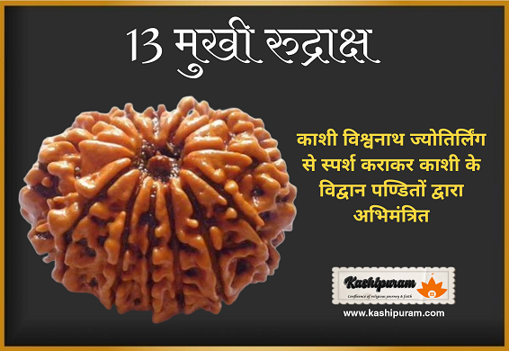 13 Mukhi Rudraksh (अभिमंत्रित 13 मुखी रुद्राक्ष मनका)