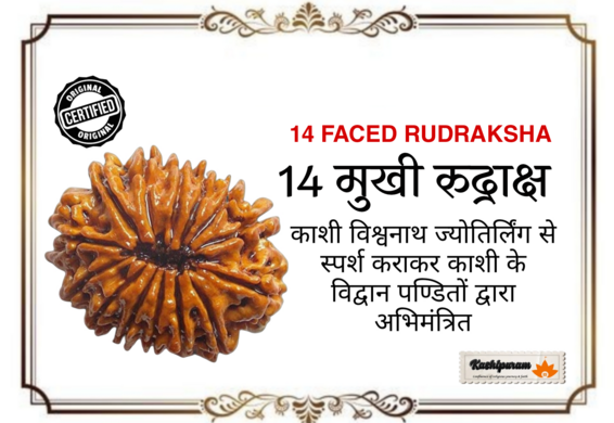 14 Mukhi Rudraksh (अभिमंत्रित 14 मुखी रुद्राक्ष मनका)