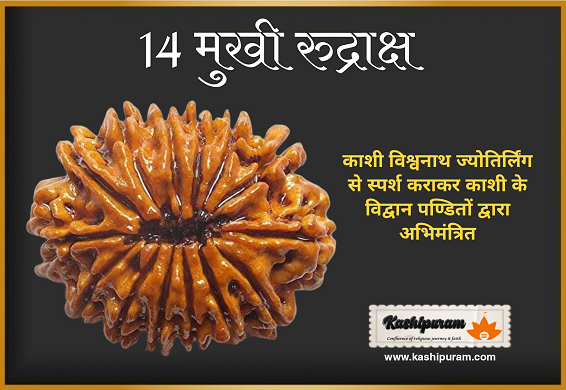 14 Mukhi Rudraksh (अभिमंत्रित 14 मुखी रुद्राक्ष मनका)