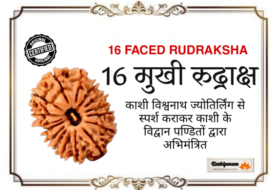 16 Mukhi Rudraksh (अभिमंत्रित 16 मुखी रुद्राक्ष मनका)