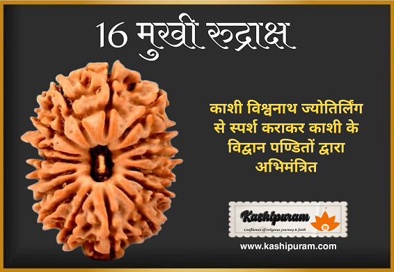 16 Mukhi Rudraksh (अभिमंत्रित 16 मुखी रुद्राक्ष मनका)