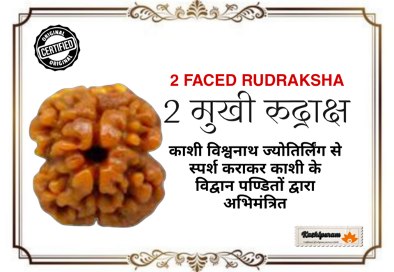 2 Mukhi Rudraksh (अभिमंत्रित 2 मुखी रुद्राक्ष मनका)