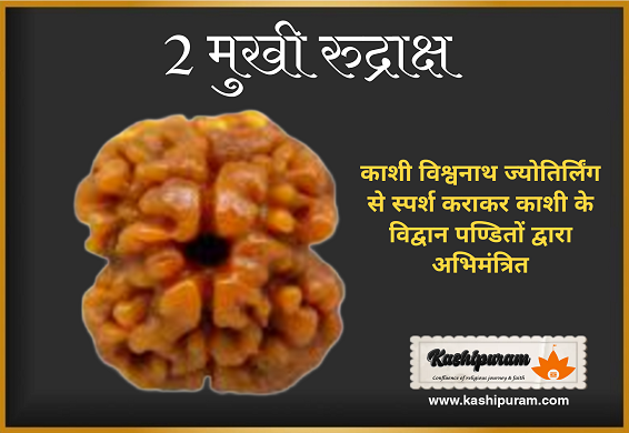 2 Mukhi Rudraksh (अभिमंत्रित 2 मुखी रुद्राक्ष मनका)