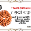 7 Mukhi Rudraksh (अभिमंत्रित 7 मुखी रुद्राक्ष मनका)